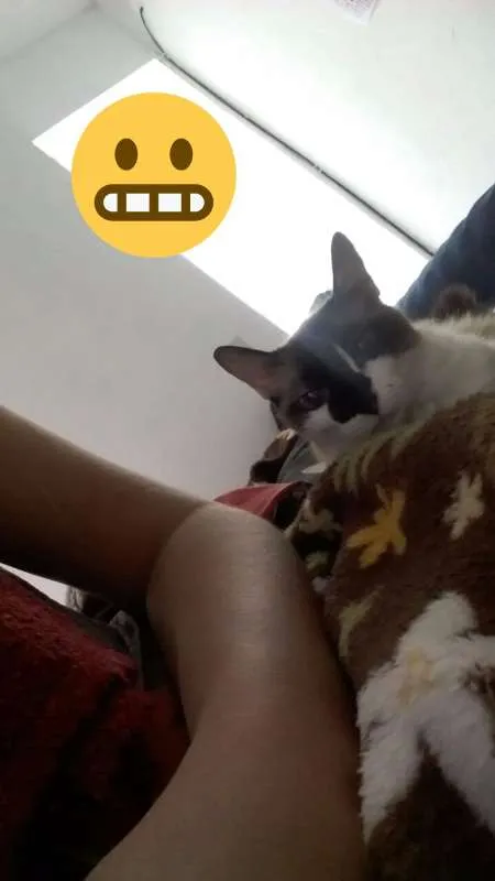 Gato ra a Raça não identificada idade 6 ou mais anos nome Mimi