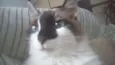Mimi