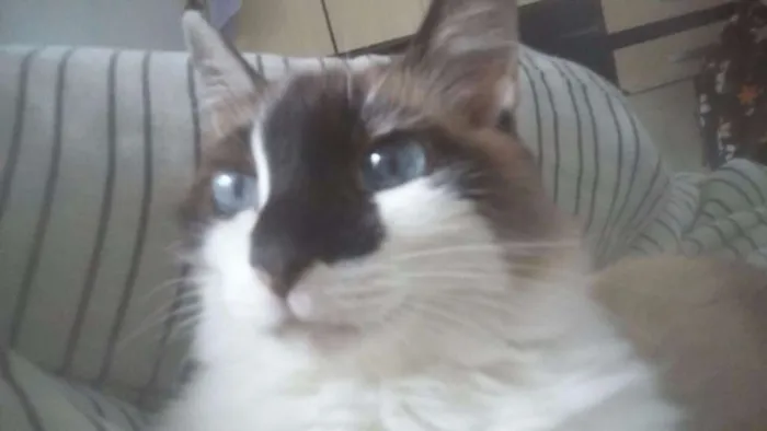 Gato ra a Raça não identificada idade 6 ou mais anos nome Mimi