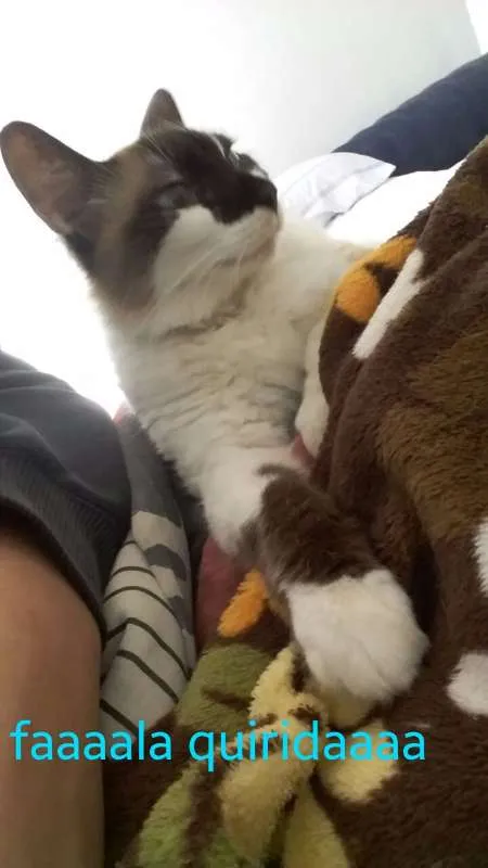 Gato ra a Raça não identificada idade 6 ou mais anos nome Mimi