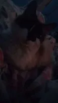 Mimi