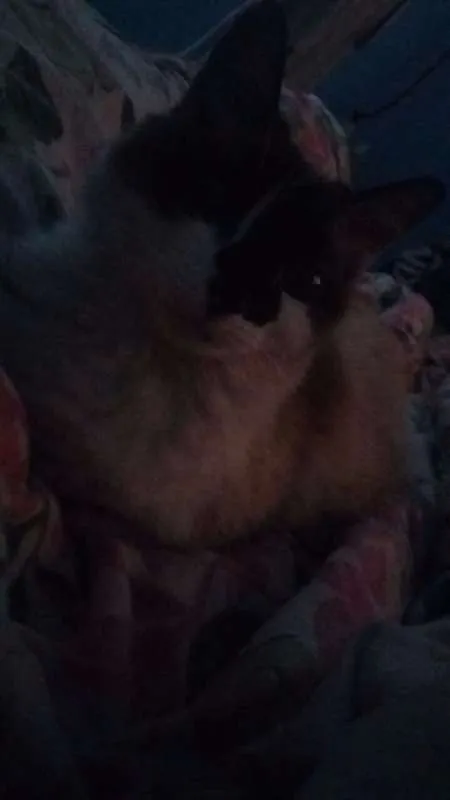 Gato ra a Raça não identificada idade 6 ou mais anos nome Mimi