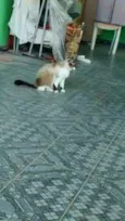 Mimi