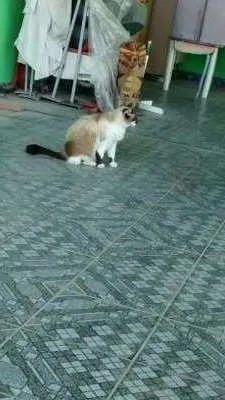 Gato ra a Raça não identificada idade 6 ou mais anos nome Mimi