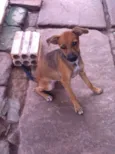 Horácio