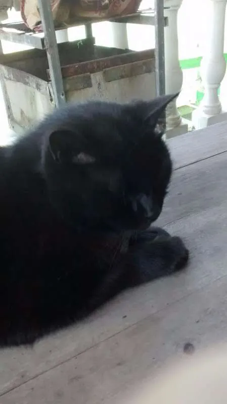 Gato ra a Raça não identificada idade 6 ou mais anos nome Nino