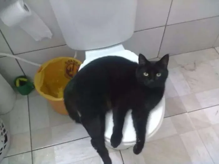 Gato ra a Raça não identificada idade 6 ou mais anos nome Nino