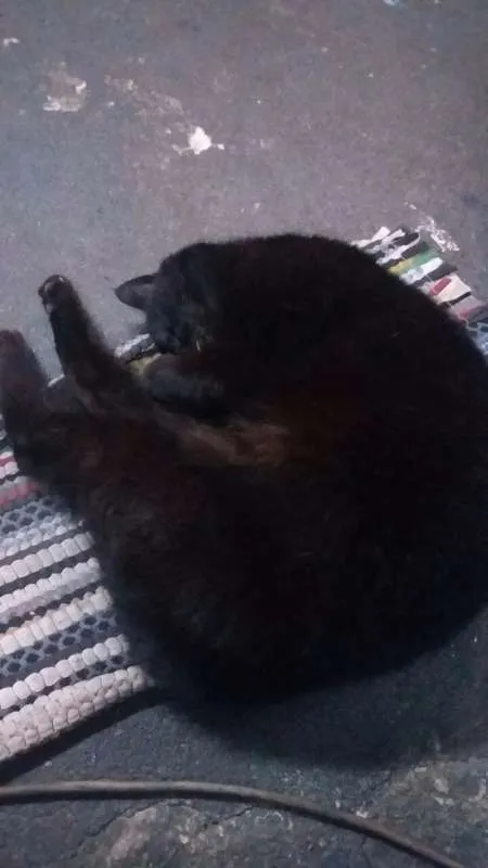 Gato ra a Raça não identificada idade 6 ou mais anos nome Nino