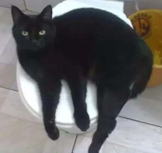 Gato ra a Raça não identificada idade 6 ou mais anos nome Nino