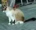 Gato raça Raça não identificada idade 6 ou mais anos nome Mimi