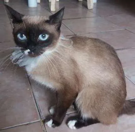 Gato ra a Siamês  idade 1 ano nome Nina