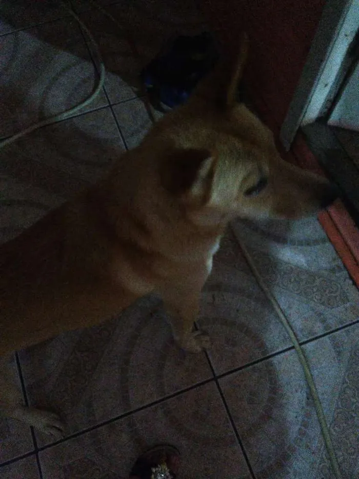 Cachorro raça Shau shau com rothiweiller idade 2 anos nome Marley