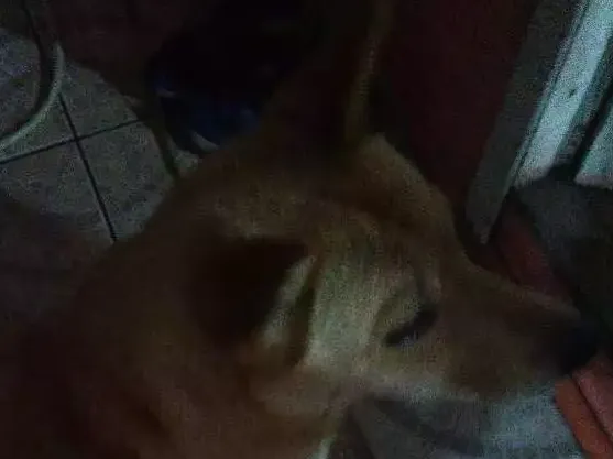 Cachorro raça Shau shau com rothiweiller idade 2 anos nome Marley