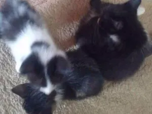 Gato raça Virá lata idade 2 a 6 meses nome Filhotes