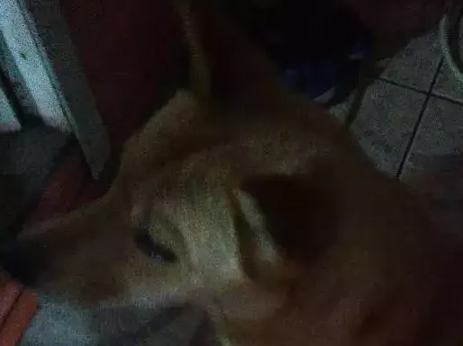 Cachorro raça Shau shau com rothiweiller idade 2 anos nome Marley