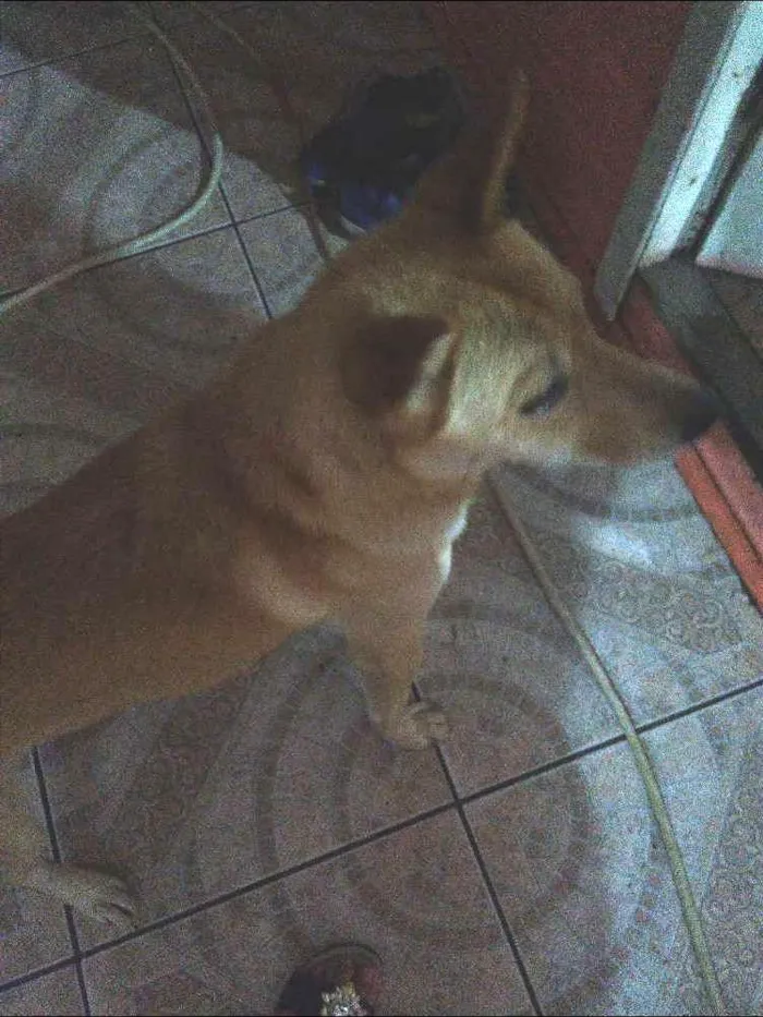Cachorro raça Shau shau com rothiweiller idade 2 anos nome Marley