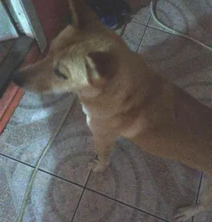 Cachorro raça Shau shau com rothiweiller idade 2 anos nome Marley