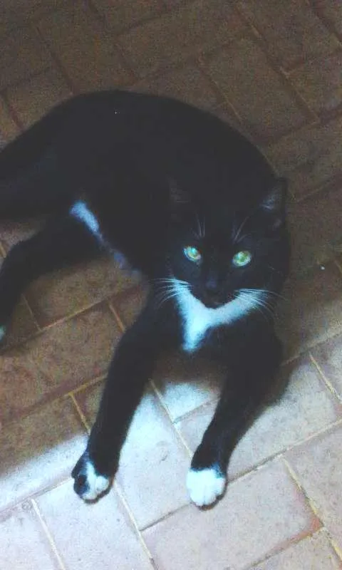 Gato raça RND idade 7 a 11 meses nome Negão