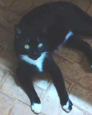 Gato raça RND idade 7 a 11 meses nome Negão