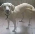 Lilico