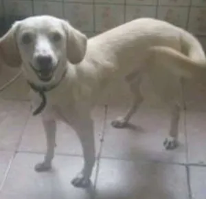 Cachorro raça Labrador misturado com vira lata idade 1 ano nome Lilico