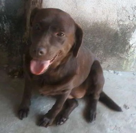 Cachorro ra a Lavradora idade 5 anos nome Totó