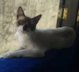 Mingau