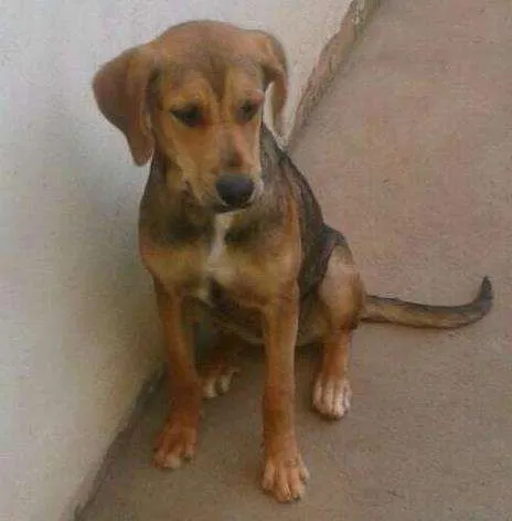 Cachorro ra a Beagle e Pastor alemão idade 7 a 11 meses nome Nenem