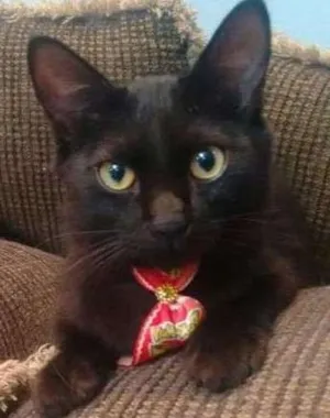 Gato raça SRD idade 2 a 6 meses nome Pepe