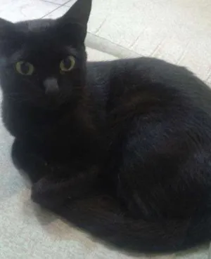 Gato raça SRD idade 1 ano nome Frida