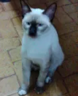 Floquinho
