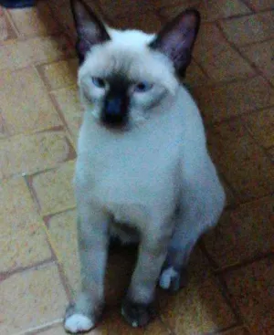 Gato raça Siamês idade 2 a 6 meses nome Floquinho