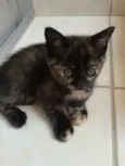 petiticos