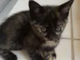 petiticos