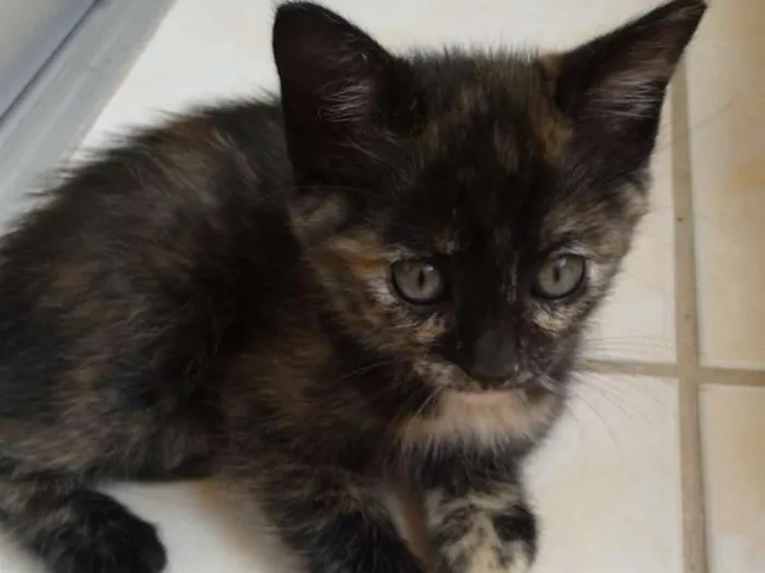 Gato raça SRD idade 2 a 6 meses nome petiticos