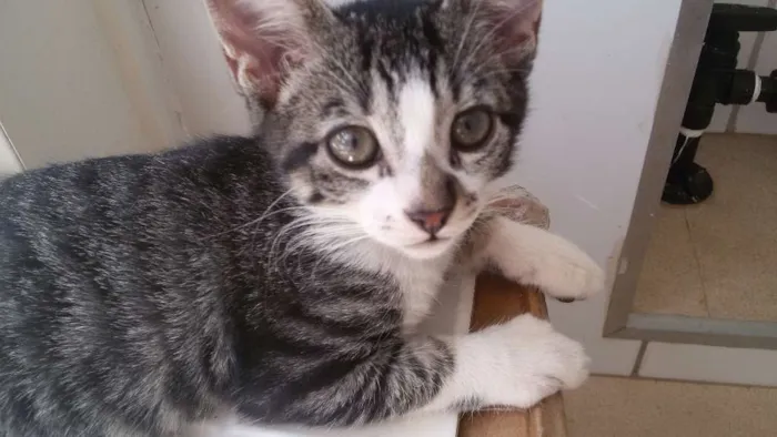 Gato ra a RND idade 2 a 6 meses nome Gatinha