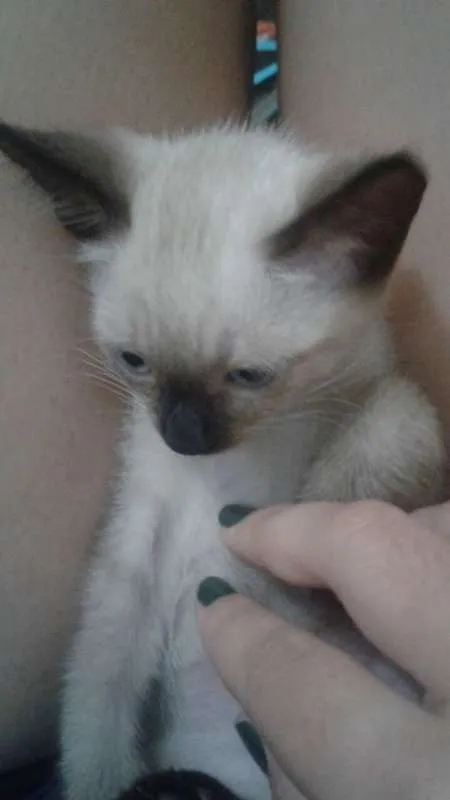Gato ra a Siamês idade 2 a 6 meses nome Koala