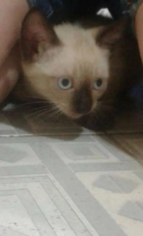 Gato ra a Siamês idade 2 a 6 meses nome Koala