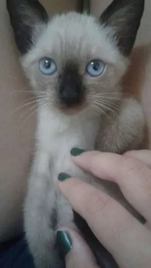 Gato raça Siamês idade 2 a 6 meses nome Koala