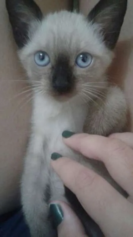 Gato ra a Siamês idade 2 a 6 meses nome Koala