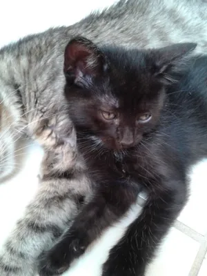 Gato raça Srd idade 2 a 6 meses nome Sem nome