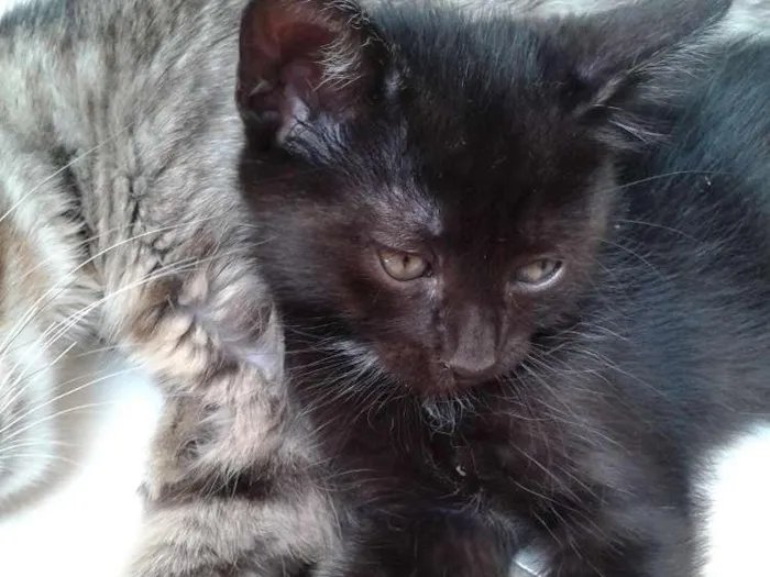 Gato raça Srd idade 2 a 6 meses nome Sem nome