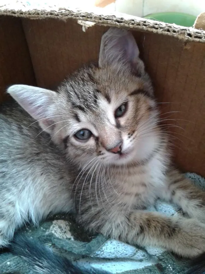 Gato raça SRD idade 2 a 6 meses nome Sem nome
