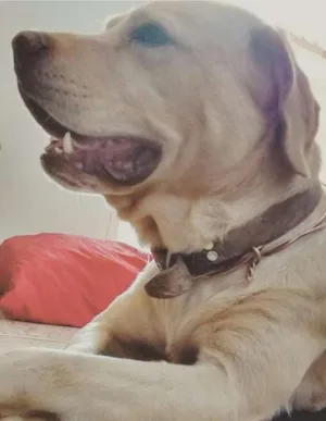 Cachorro raça Labrador idade 4 anos nome Marley
