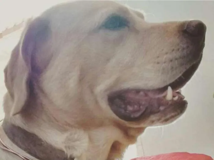 Cachorro raça Labrador idade 4 anos nome Marley