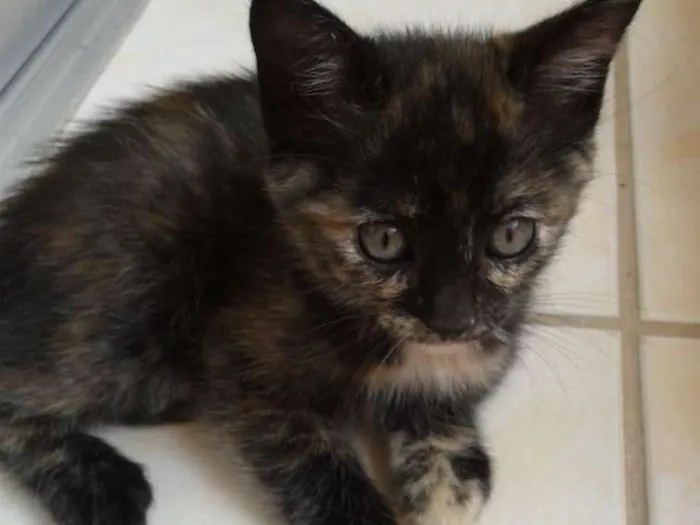 Gato raça SRD  idade 2 a 6 meses nome Sem nome 
