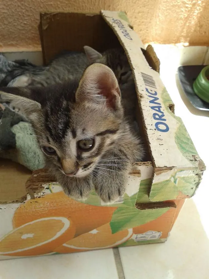 Gato raça SRD idade 2 a 6 meses nome Sem nome