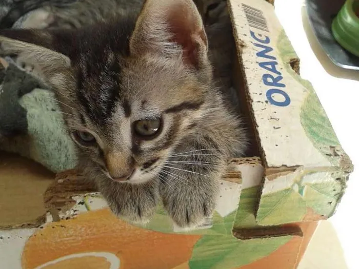 Gato raça SRD idade 2 a 6 meses nome Sem nome