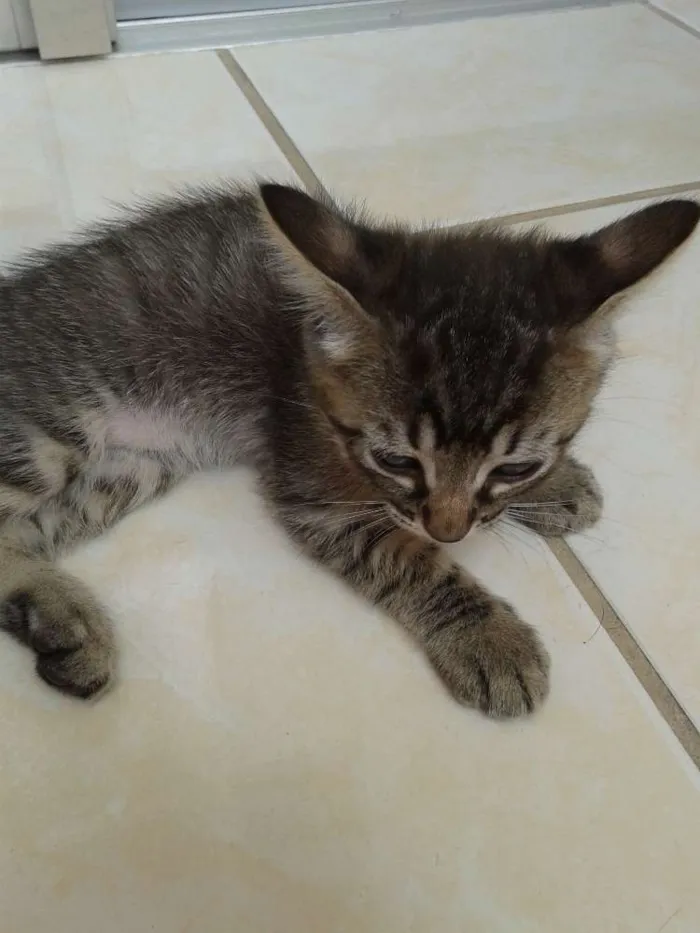Gato raça SRD idade 2 a 6 meses nome Sem nome
