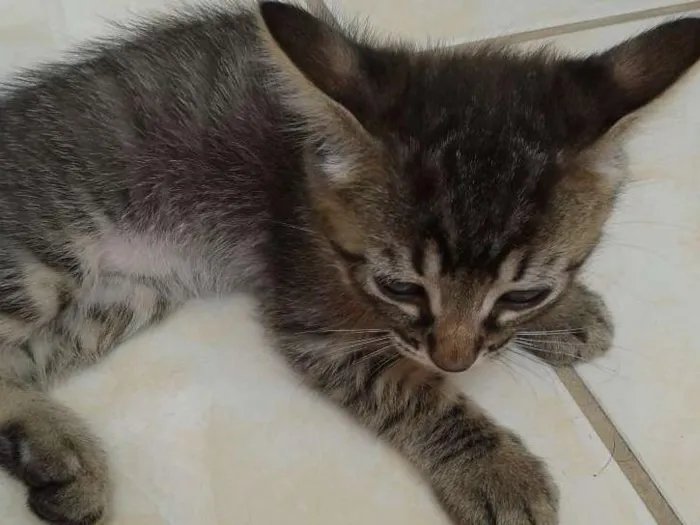 Gato raça SRD idade 2 a 6 meses nome Sem nome